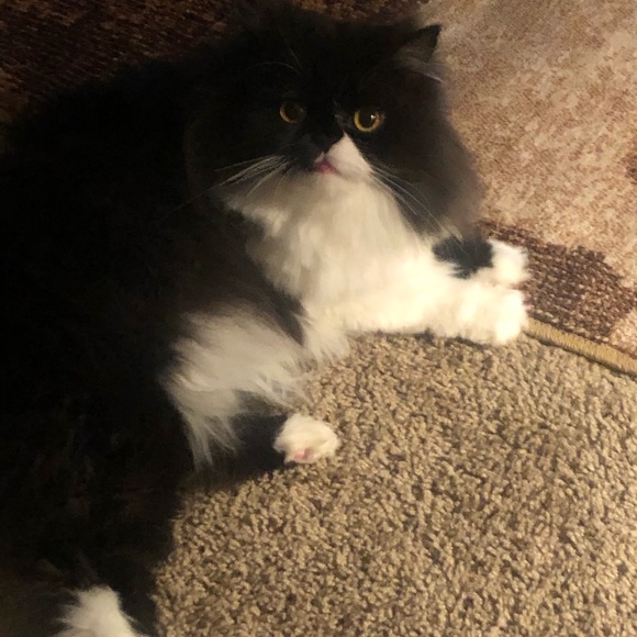 🌹Meet your Posher, Kelly - Picture 13 of 15